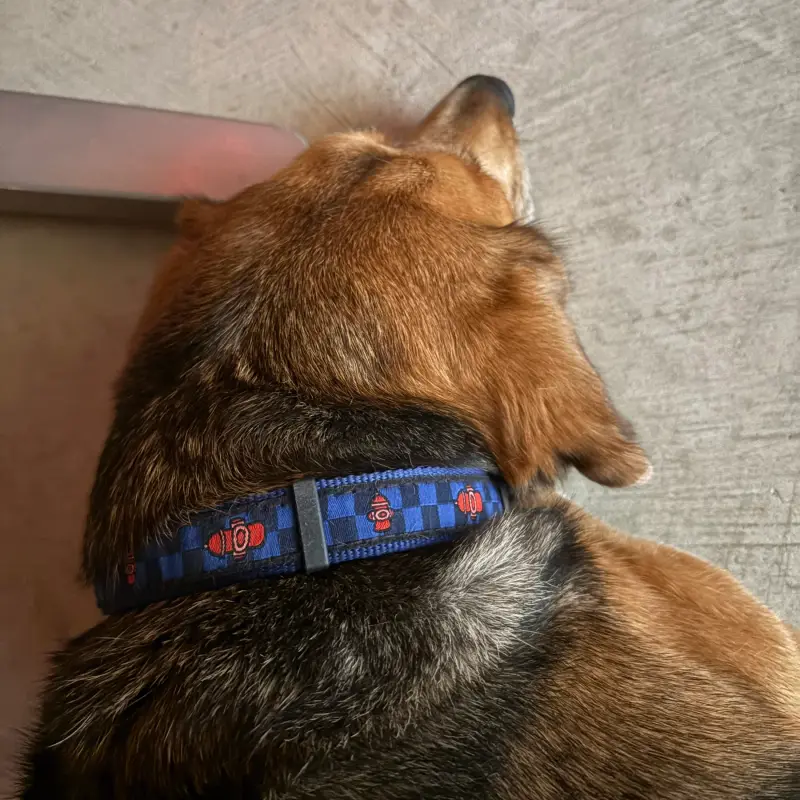 A tan and black dog seen from above on a concrete floor, wearing a blue plaid collar patterned with small red fire hydrants