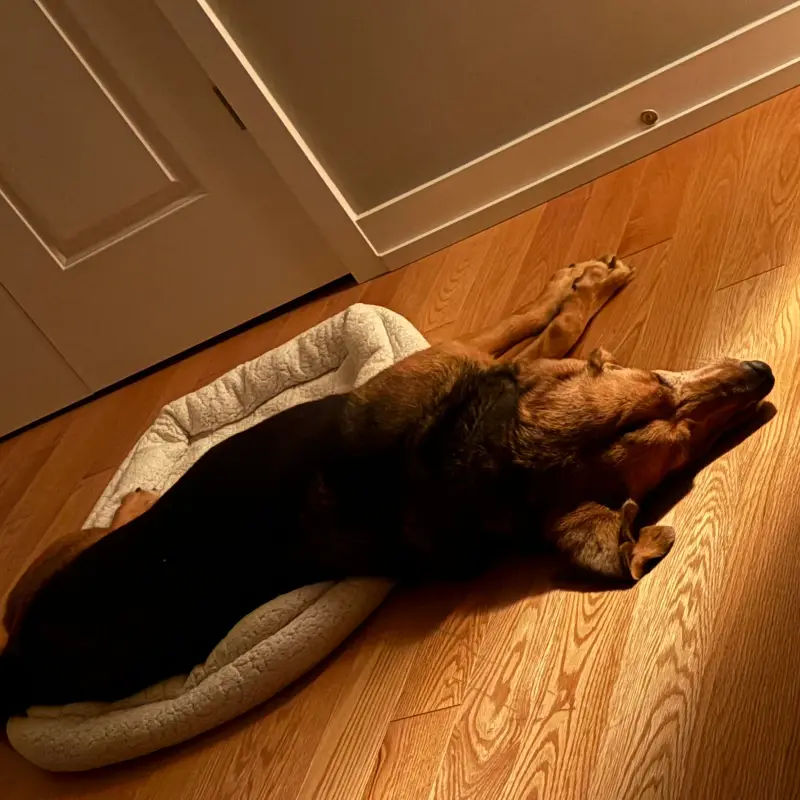 A black and tan hound asleep on a wooden floor in warm lamplight, stretched on its side with its head tipped back, having slid half off a cream fleece bed