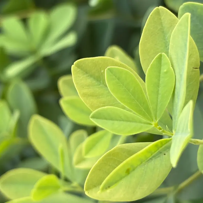 A close-up of pale yellow-green trifoliate leaves in direct early-afternoon sun, one cluster sharp in the right of the frame with the raised midribs and surface texture caught by the light, the rest of the shrub falling away into a soft wash of the same foliage behind