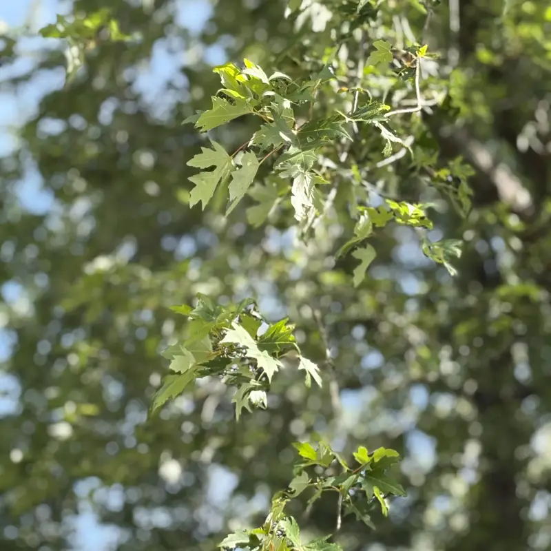 Deeply cut five-lobed maple leaves on a thin drooping branch, sharp through a diagonal band across the middle of the frame and showing their paler undersides, with the rest of the canopy dissolving into soft green and white behind them and patches of pale sky showing through