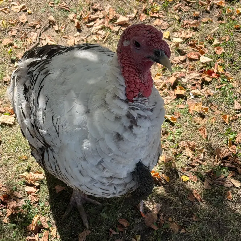 A white domestic turkey flecked with black barring standing on thin grass strewn with fallen brown and yellow leaves, seen from above in hard midday sun, its bare deep-red carunculated head and neck turned in profile and a dark bristled beard hanging from its breast